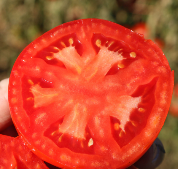Biltmore Hybrid Tomato Seeds Hot on Sale - Image 2